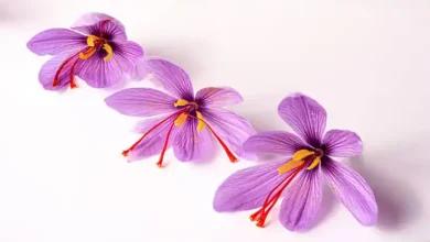 مقدار کود اسید هیومیک برای زعفران