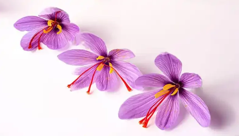 مقدار کود اسید هیومیک برای زعفران