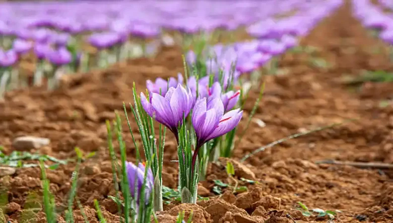 پاساژ زعفران دبی