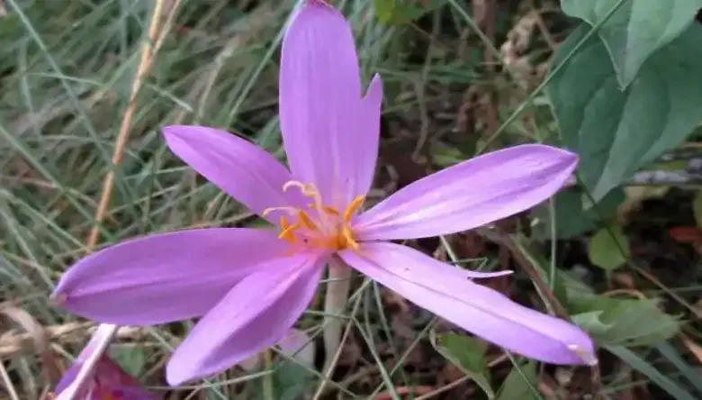 پیاز زعفران گلخانه ای