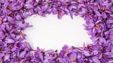 چه کودی برای محلول پاشی زعفران مناسب است