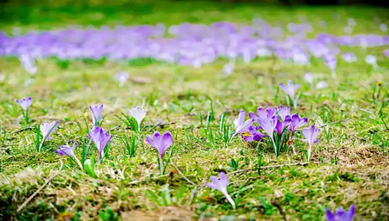 چگونه زعفران اتویی خشک کنیم