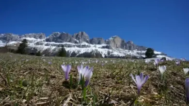 کود ده ایکس شوک برای زعفران