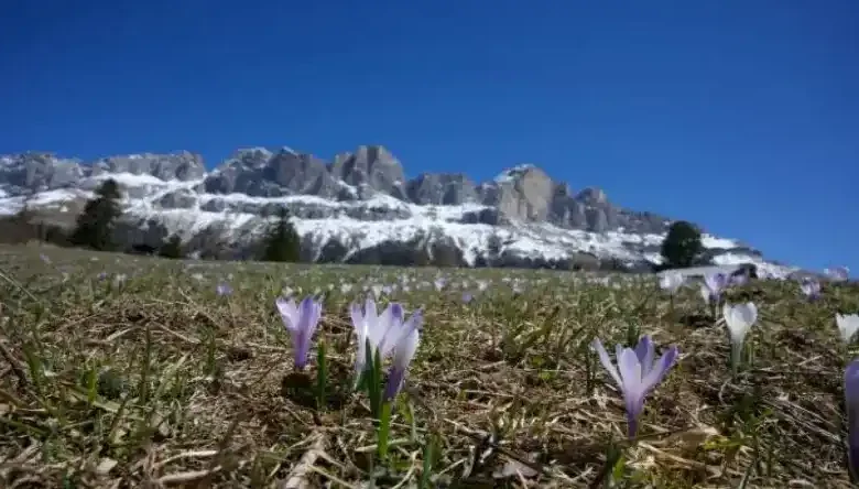کود ده ایکس شوک برای زعفران