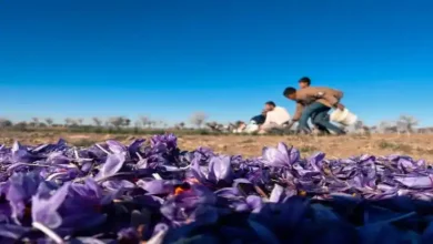 کود فسفر برای زعفران