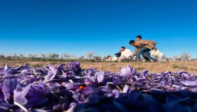کود فسفر برای زعفران