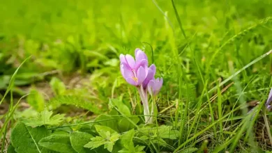 کود ماراتون برای زعفران