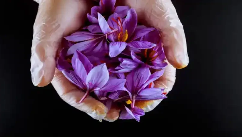 کود کلسیم برای زعفران
