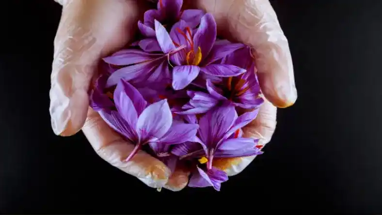 کود کلسیم برای زعفران