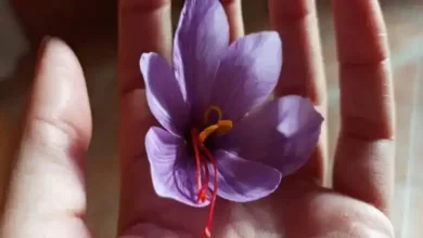 کود گاوی برای زعفران