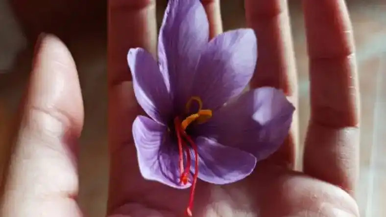 کود گاوی برای زعفران