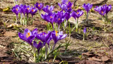 کود گرانول برای زعفران