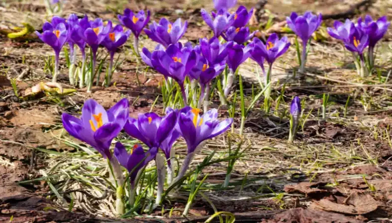 کود گرانول برای زعفران
