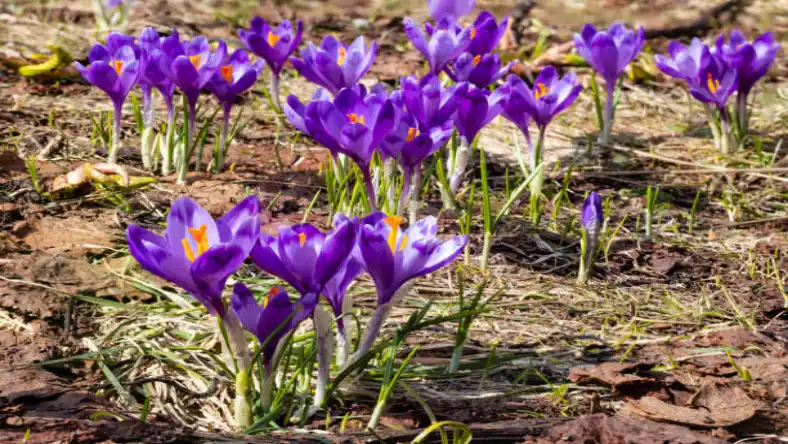 کود گرانول برای زعفران