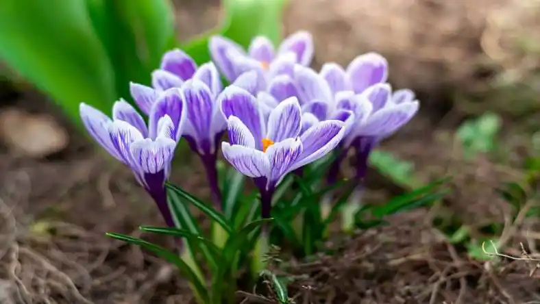 جعبه خالی زعفران عمده