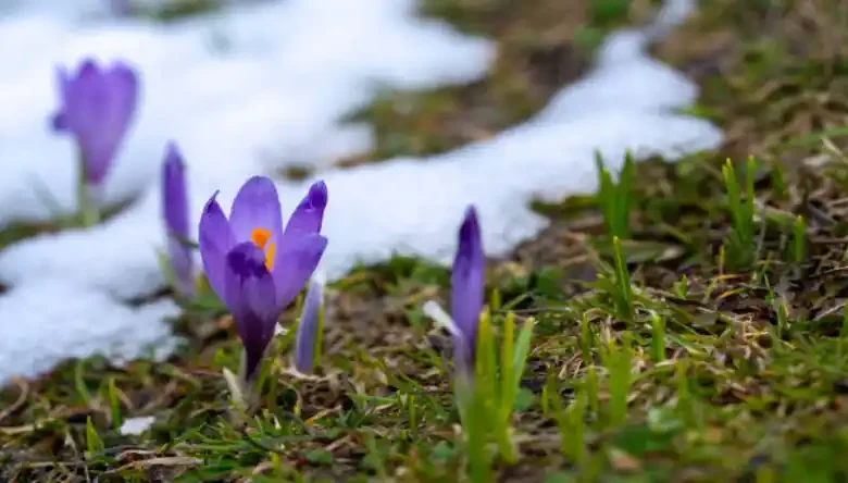 سم اکسی فلورفن برای زعفران