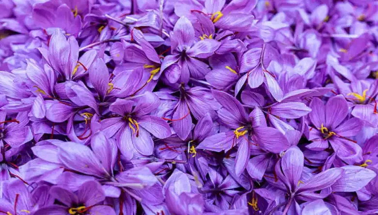 سم هالوکسی فوپ برای زعفران