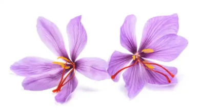 طریقه کشت پیاز زعفران