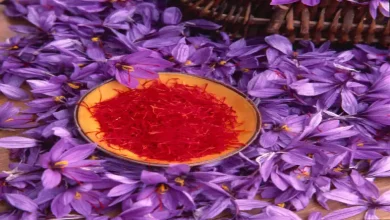 قیمت یک مثقال زعفران کشاورز