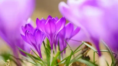 ماشین پیازکار تمام مکانیزه زعفران