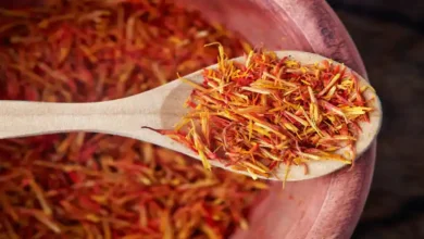 مقدمات کشت گلخانه ای زعفران