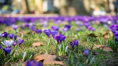 هر یک کیلو گل زعفران چقدر زعفران تر میدهد