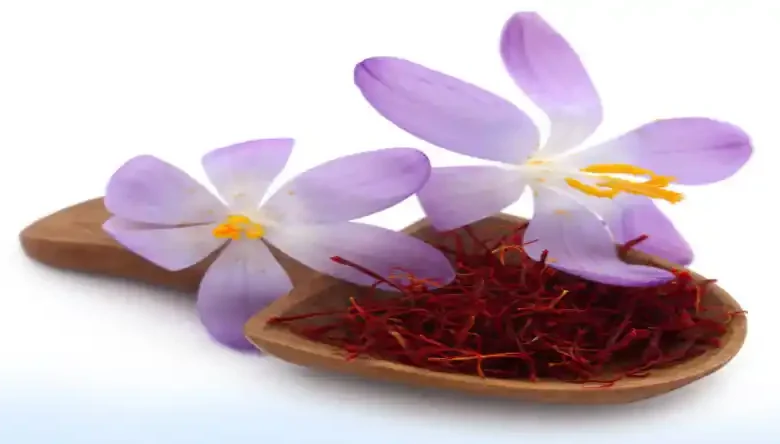کاشت داشت برداشت زعفران