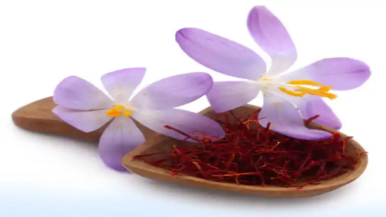 کاشت داشت برداشت زعفران