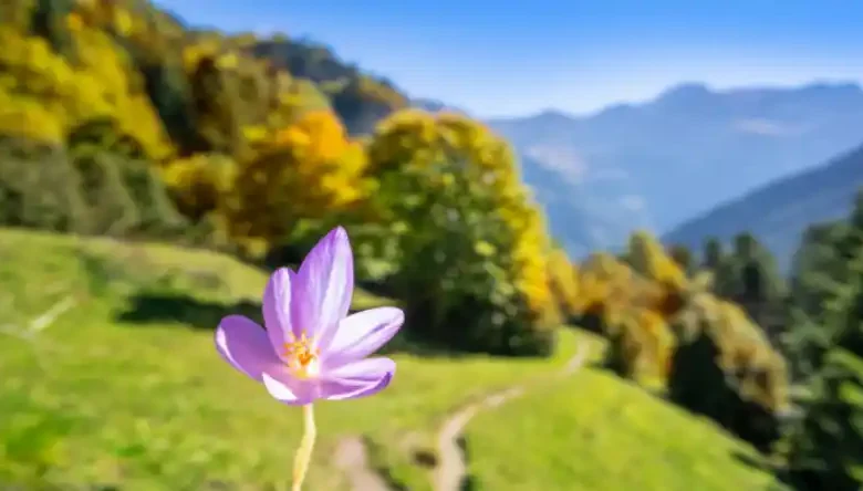 کاشت دانه تسبیحی زعفران