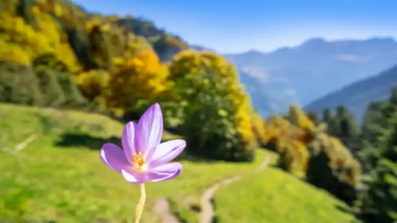 کاشت دانه تسبیحی زعفران