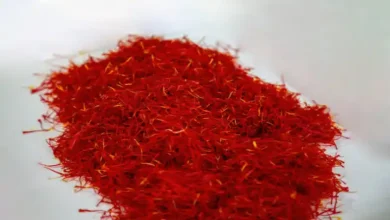 کاشت زعفران در سبد مشهد