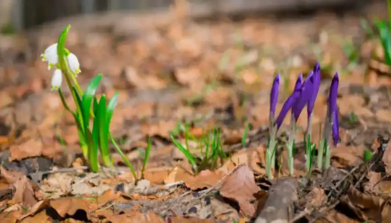 کتاب کاشت زعفران ایروپونیک