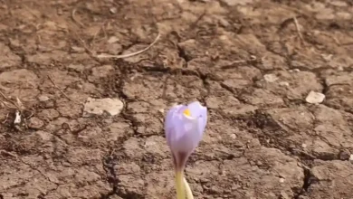 کشت تا فرآوری زعفران جهاد دانشگاهی