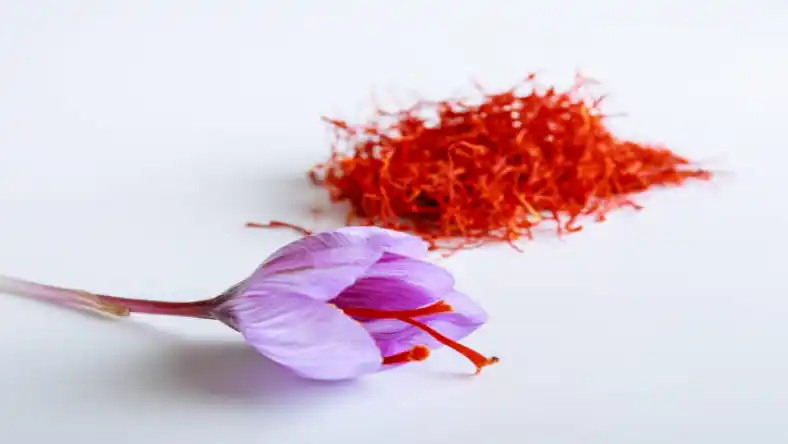 کود برای زعفران بعد از برداشت
