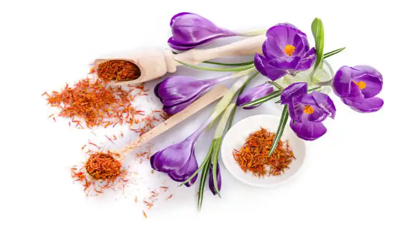 بهترین پیاز زعفران برای کاشت