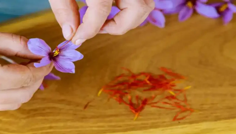 سم علف کش سنکور برای زعفران