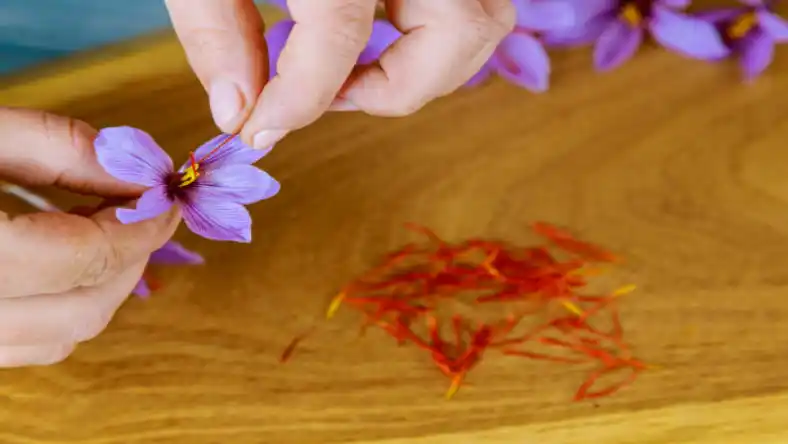 سم علف کش سنکور برای زعفران