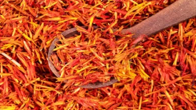 کاشت زعفران در استهبان