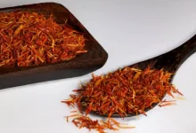 کاشت زعفران در صومعه سرا