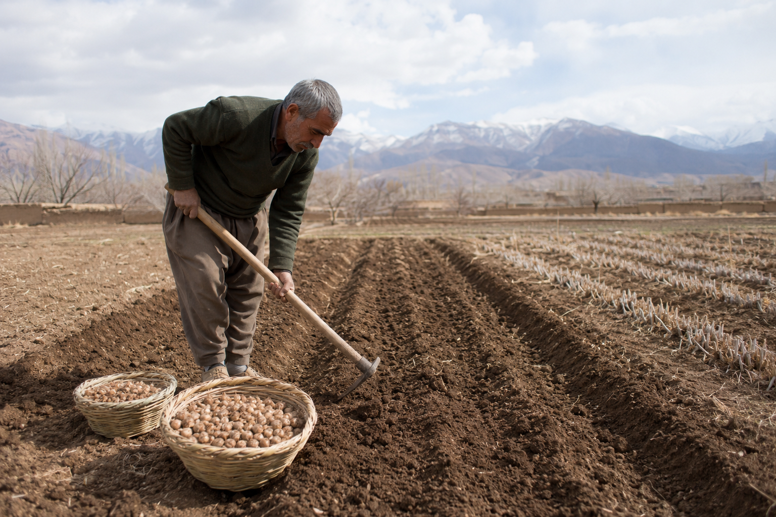 زمین دوباره کشت زعفران