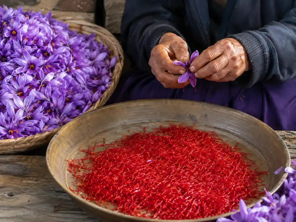 هر کیلو گل زعفران چند گرم زعفران تر میدهد