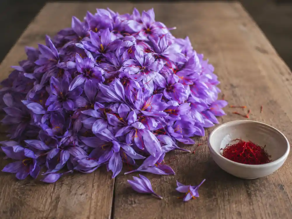 هر کیلو گل زعفران چند گرم زعفران خشک می دهد