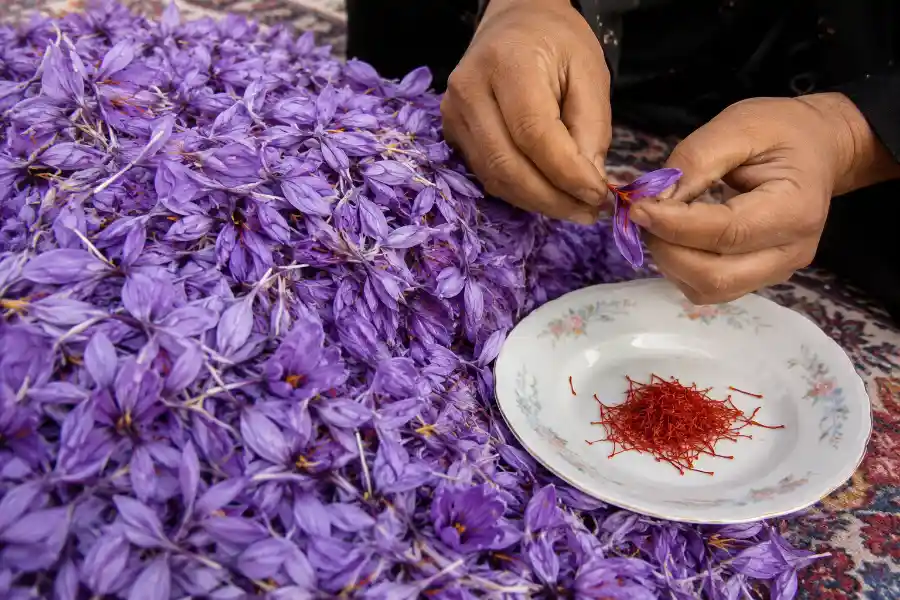 یک کیلو گل زعفران چند مثقال زعفران میدهد