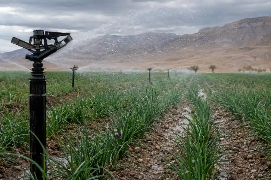 آبیاری بارانی زعفران