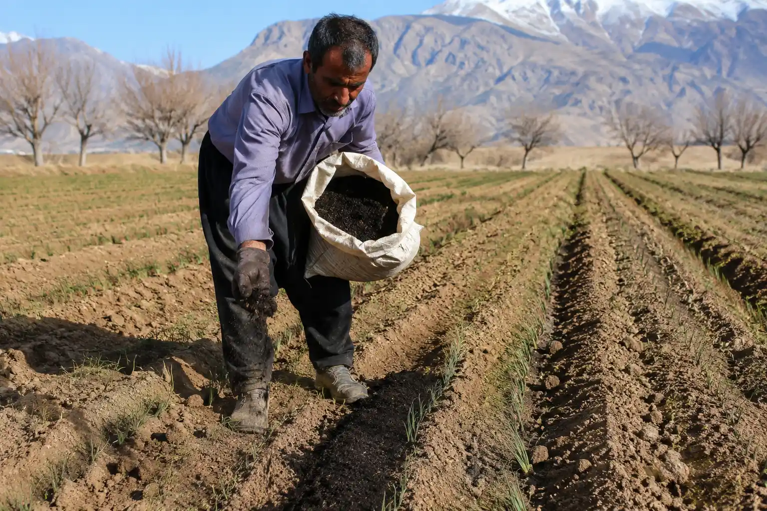 زمان مصرف کود سیاه برای زعفران
