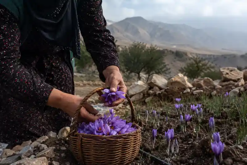 فصل برداشت زعفران در نیشابور