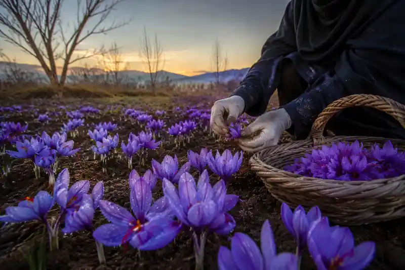 زعفران سال اول چقدر گل میدهد