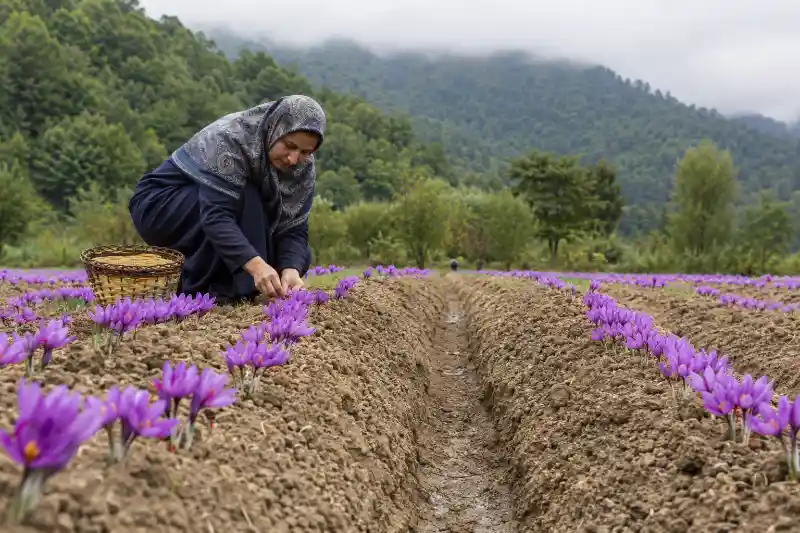 کشت زعفران در شمال ایران